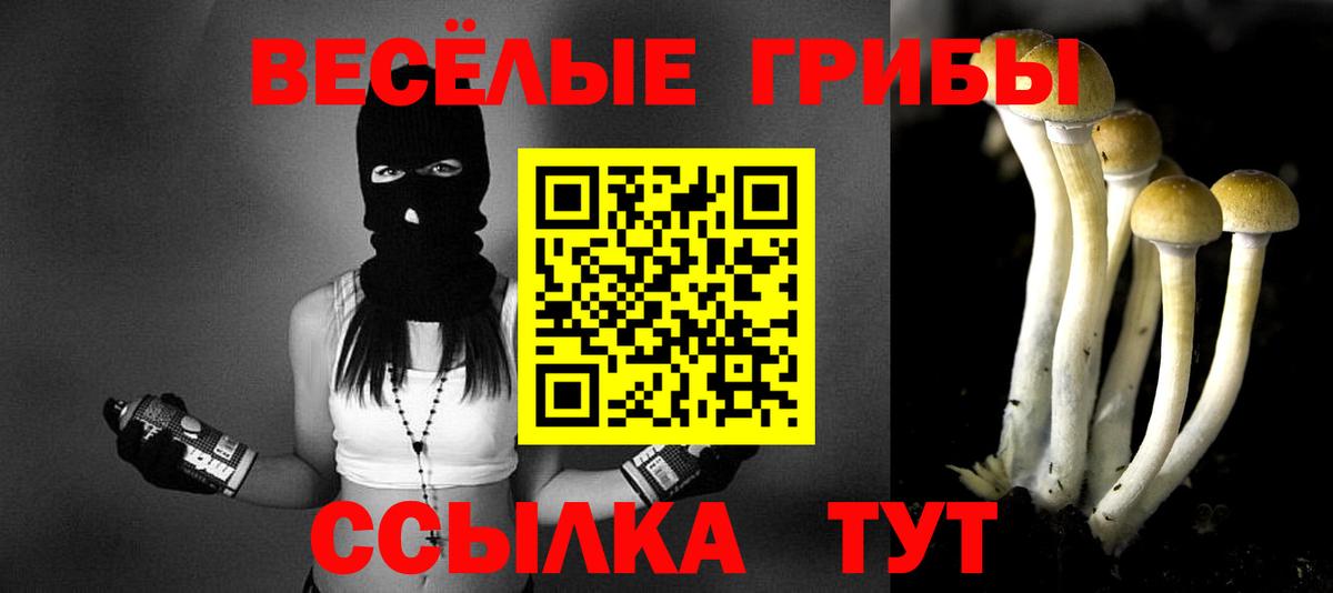 Галлюциногенные грибы Psilocybe Краснодар